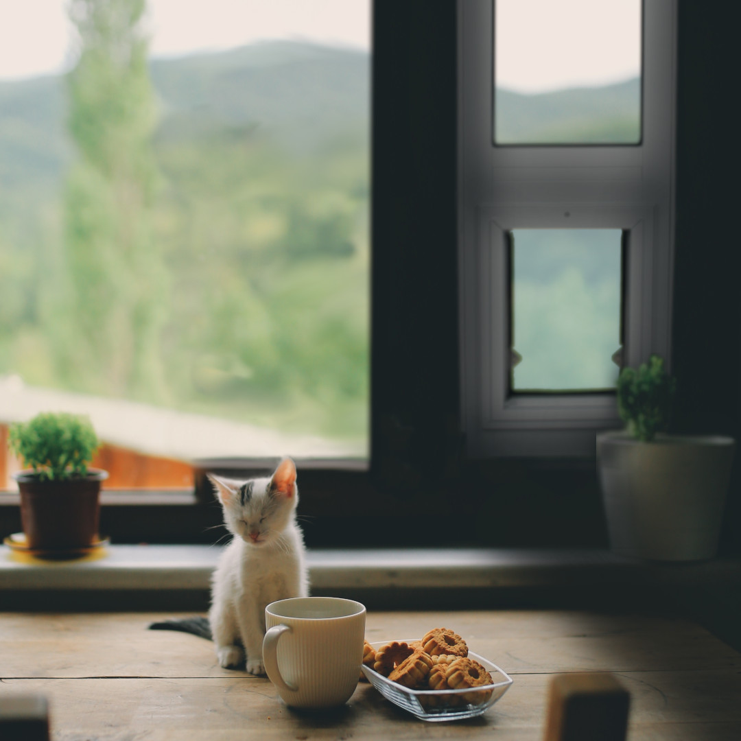 Installing Dog Door In Screen Door